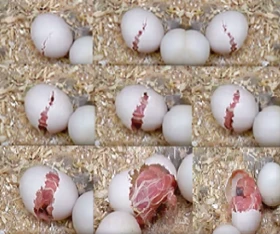 Papoušek zpěvavý (Psephotus haematonotus) 8 – Zrod nového života