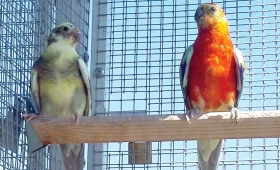 Papoušek zpěvavý (Psephotus haematonotus) 10 – Hnízdění, radosti a starosti