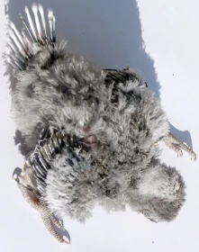 Papoušek zpěvavý (Psephotus haematonotus) 12 – Umělý odchov