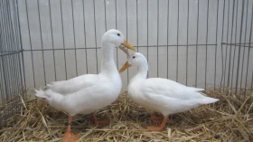 Kachny vysokohnízdící létavé