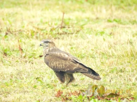Pták roku 2021 – káně lesní – Buteo buteo (Linnaeus, 1758)
