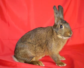 Lotrinský kaštanový