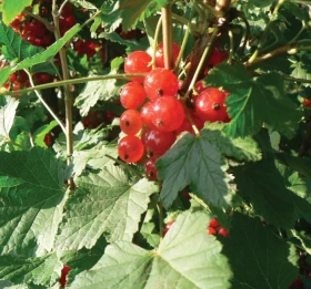 Poklady z přírody 78 – Rybíz