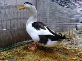 Kachny starorýnské