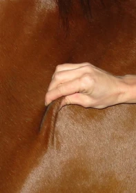 Vlastní kůň, díl 25: Zdravý kůň? 