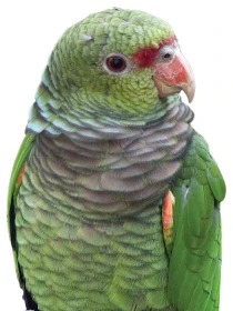 Amazoňan vínorudý (Amazona vinacea) –  jeho budoucnost?