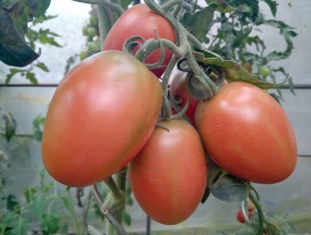 Poklady z přírody 79 – Rajčata