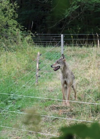 Krkonošská vlčice: příběh se smutným koncem