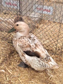 Kachny velšští harlekýni