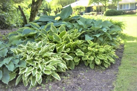 Poklady z přírody 80 – Hosta