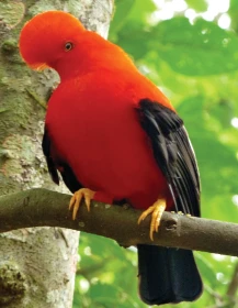 Skalňáci v přírodě a v lidské péči