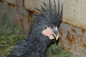 Kakadu palmový (Probosciger aterrimus) CITES/EU, příloha A