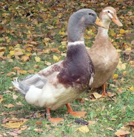 Kachny saské