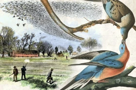 Holub stěhovavý Martha – velký návrat