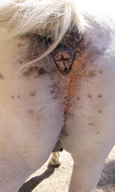 Vlastní kůň, díl 27: Boj proti parazitům