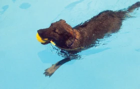 Můj pes se bojí vody, co s tím?