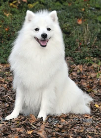 Japonský špic