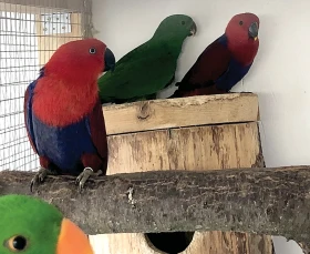 Chov a odchov Eklektus polychloros