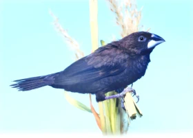 Panenky bornejská a molucká