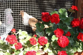 Holubářův rok – červenec