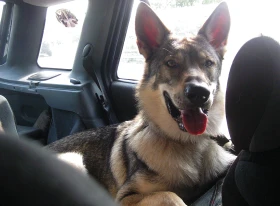 „Psí“ problémy s autem – a co s nimi?