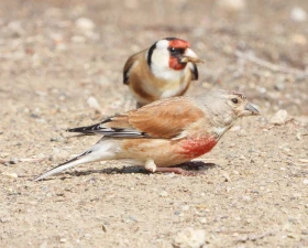 Tak jak to letos vypadá, přírodo? 2. díl