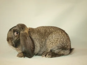 Chování domácích králíků, jejich zvláštnosti a poruchy