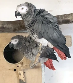 Môj chov a odchov papagája sivého žako kongo (Psittacus erithacus) a problémy s vyšklbávaním peria