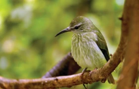 Gorgona – zvířata v trestanecké kolonii