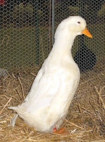 Kachny pekingské německé