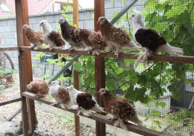 Holubářův rok – září