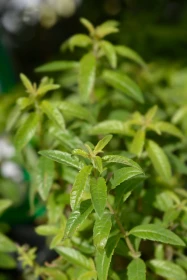 Poklady z přírody 83 – Aloisie citronová