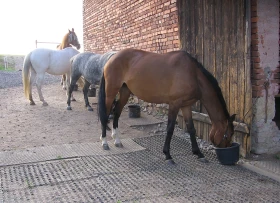 Vlastní kůň, díl 30: Pestrá strava pro koně