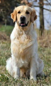 Zlatý retrívr