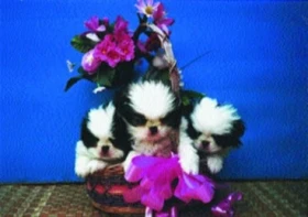 Japan Chin - japonský čin