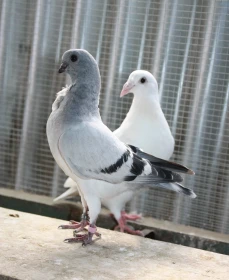 Holubářův rok – říjen