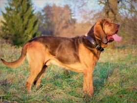 Mantrailing opět pokročil 