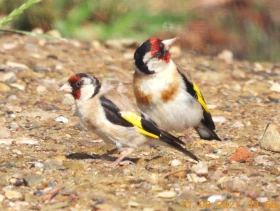 Počasí a migrace ptáků