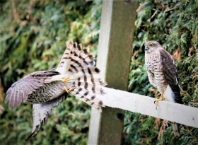 Pohled na úbytek některých druhů ptáků
