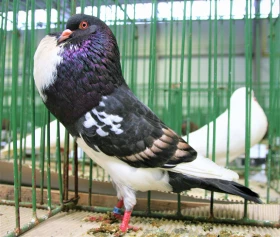 Holubářův rok – listopad