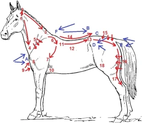 Vlastní kůň, díl 31: Bolí mého koně hřbet? 