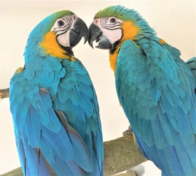 Ara ararauna – odchov po rodičmi