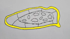 Papoušek zpěvavý (Psephotus haematonotus) 21 – mutace žlutá (dilute – zesvětlaná)