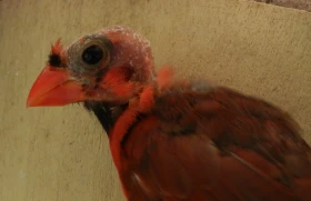 „Ještěrčí hlavy“ u kardinálů červených