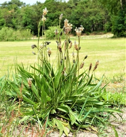 Poklady z přírody 84 – Jitrocel