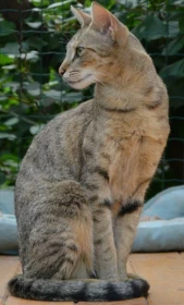 Chausie