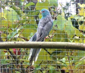 Papoušek zpěvavý (Psephotus haematonotus) 25 – mutace plavá, bronzově plavá (fallow, bronze fallow)  