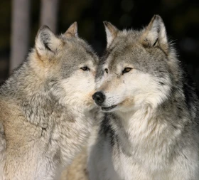 Proč nezabíjet vlky?