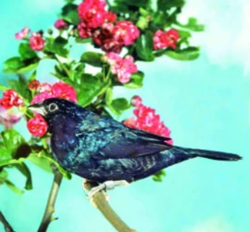 Ptáci mizející z našich chovů – trochu nostalgie a potom Jižní Amerika