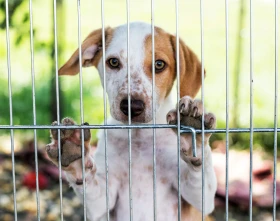 Válka na Ukrajině, krizová situace nejen pro lidi, ale také pro miliony zvířat